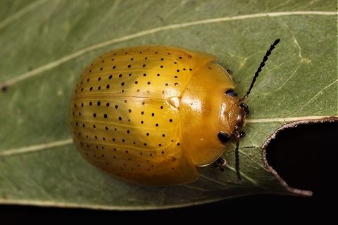 Paropsisterna inspersa female  Australia,Geotagged,Spring