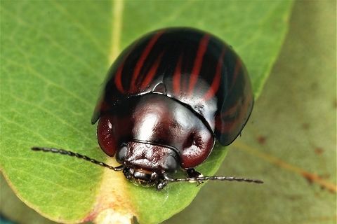 Paropsisterna semivittata  Australia,Geotagged,Paropsisterna semivittata,Spring