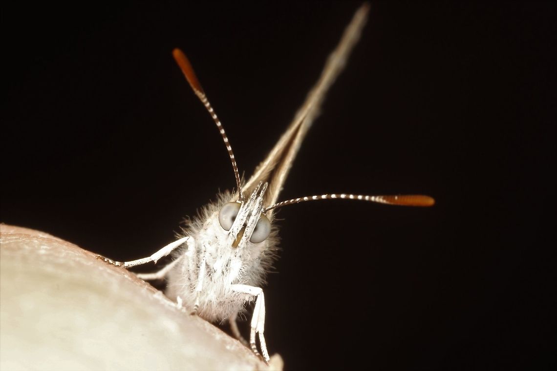 Theclinesthes serpentatus,  Saltbush Blue Butterfly  Australia,Geotagged,Saltbush blue,Spring,Theclinesthes serpentatus