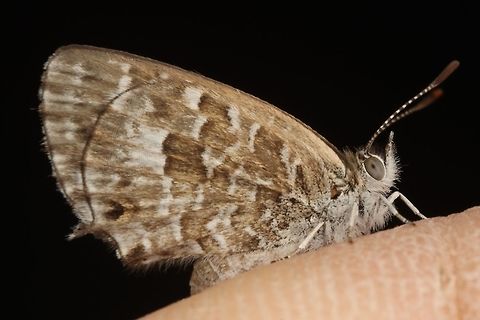 Theclinesthes serpentatus,  Saltbush Blue Butterfly  Australia,Geotagged,Saltbush blue,Spring,Theclinesthes serpentatus