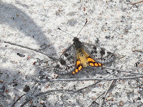 Synemon sp.  sun moth A day moth.  Australia,Geotagged,Spring,Synemon