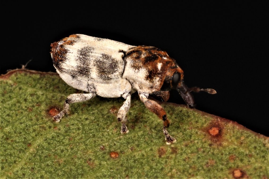 Weevil or bird dropping  Australia,Geotagged,Spring