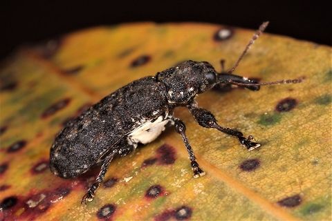 Weevil  Australia,Geotagged,Spring