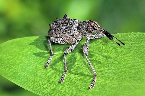 Weevil  Australia,Geotagged,Spring