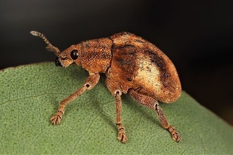 Eucalyptus Weevil Common and widespread eucalyptus pest.   Australia,Geotagged,Spring