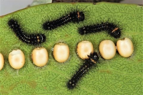Emperor moth hatchlings Possibly Opodiphthera helena but probably Opodiphthera eucalypti.  They are in my breeding cage and I will grow them out a few instars to confirm.   Australia,Geotagged,Spring