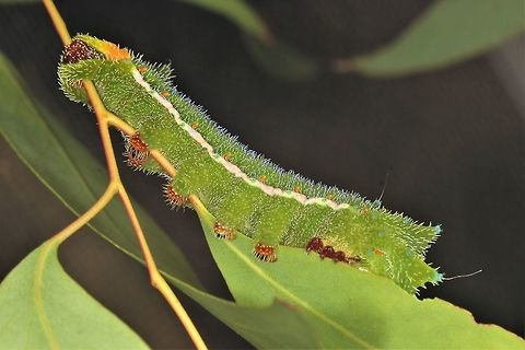 Helena gum moth (Opodiphthera helena) The emperor gum moth is an Australian favourite moth with ocelli in the centre of all four wings.   The helena gum moth is its slightly larger cousin with eeven larger and more strongly colored wings.   Australia,Geotagged,Helena gum moth,Opodiphthera helena,Spring,moth week 2018