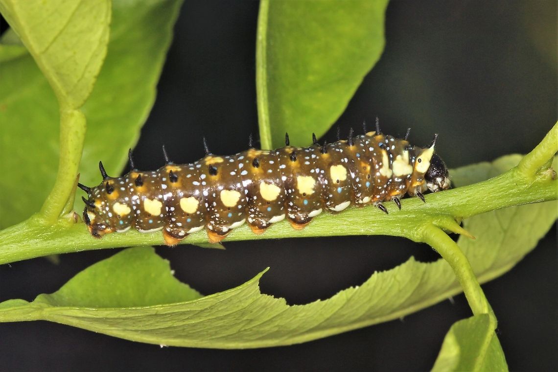 Papilio anactus on lime citrus This is in my breeding cage as the wild larvae are entirely predated on by predatory bugs.  Females are laying an eggs or two most days and without this intervention, they are all lost.  Australia,Dainty Swallowtail,Geotagged,Papilio anactus,Spring