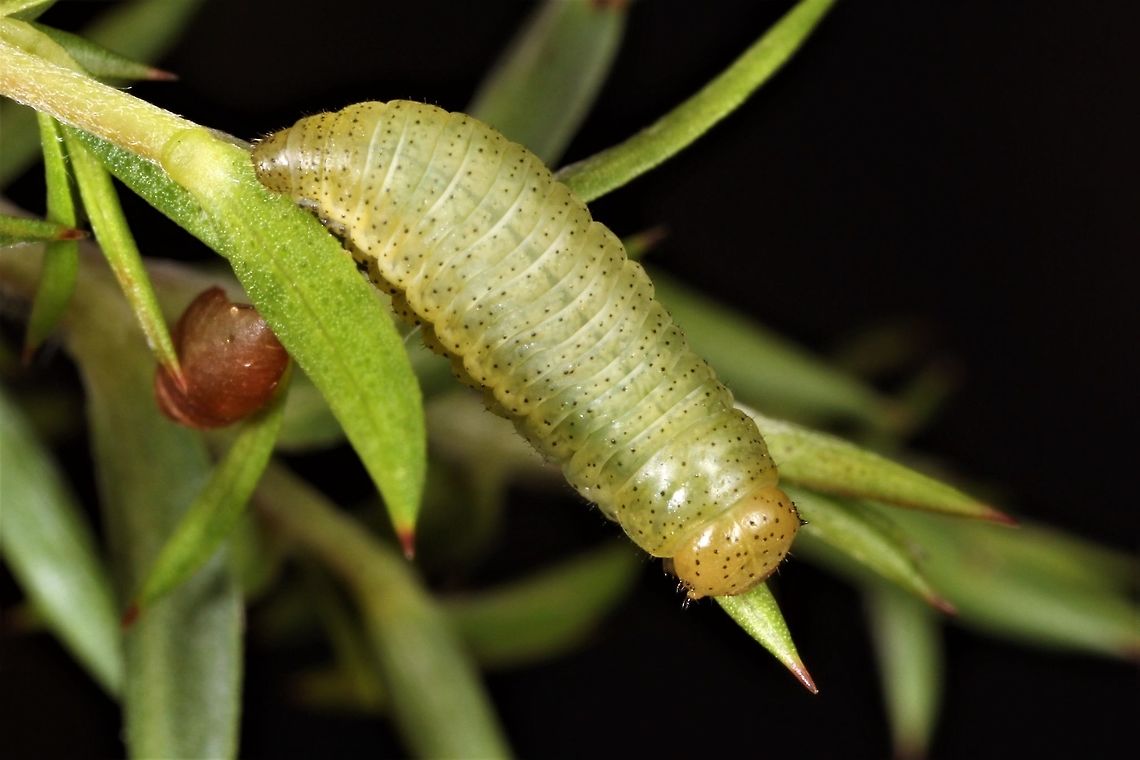 Paropsisterna obliterata <figure class="photo"><a href="https://www.jungledragon.com/image/39870/paropsisterna_obliterata.html" title="Paropsisterna obliterata"><img src="https://s3.amazonaws.com/media.jungledragon.com/images/2776/39870_thumb.jpg?AWSAccessKeyId=05GMT0V3GWVNE7GGM1R2&Expires=1769040010&Signature=lIfahlSc8hSkU7osDihS0T963MA%3D" width="200" height="134" alt="Paropsisterna obliterata A small paropsisterna being one of few that feed on Kunzea and Leptospermum.  <br />
This species complex ranges from WA to NSW and probably includes four species, two in WA and one in each of  Victoria and NSW.  <br />
 Australia,Geotagged,Paropsisterna,Paropsisterna obliterata,Spring" /></a></figure> Australia,Geotagged,Paropsisterna,Paropsisterna obliterata,Spring