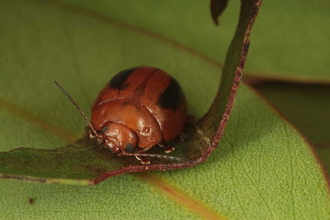 Undescribed Paropsisterna (Pa08) One of several color morphs.
Strongly foveate.
Collected by Gunter Maywald
Photograph by Geoff Walker Australia,Geotagged,Spring