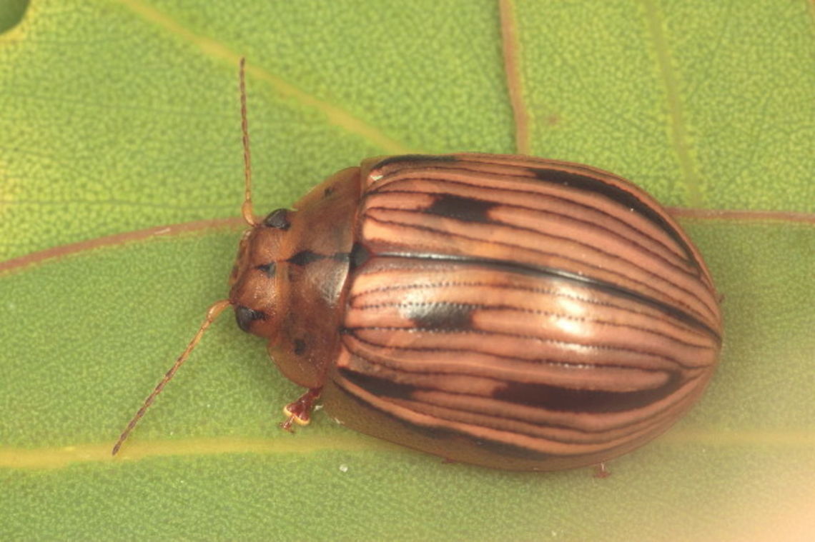 Paropsisterna interlita This distinctive striped beetle has some consistent dark marks in the series interstices of the elytra.  There are three marks on the pronotum, usually more strong than in this specimen.   It feeds on peppermint eucalyptus  There is only one record in Victoria to my knowledge.  It is allied with Paropsisterna trimaculata and P. insignita.  This speciemen was collected by Gunter Maywald and photographed by Geoff Walker.   Australia,Geotagged,Spring,paropsisterna,paropsisterna interlita