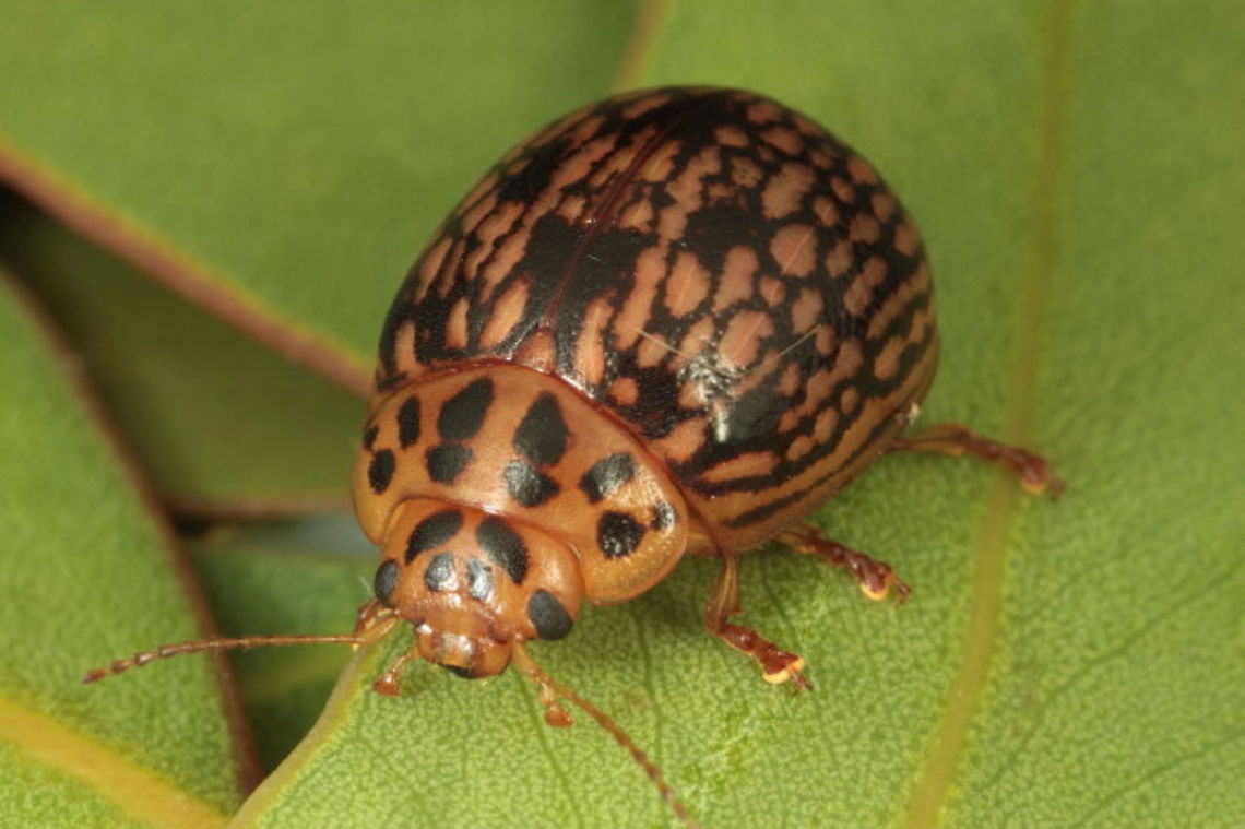 Paropsisterna fulvoguttata This bumpy beetle with coarsely textured elytra looks more closely allied to the Trachymela genus.  There are only one or two records in Victoria for this species which according to museum records, seems to reside in New South Wales.    This one was collected by Gunter Maywald in NSW and photographed by Geoff Walker.   Australia,Geotagged,Paropsisterna,Paropsisterna fulvoguttata,Spring