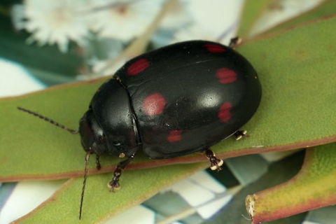 Paropsisterna octosignita This is the furtherst north I am aware for this species and I will study its morphometrics to confirm the species. 
 Collected by Gunter Maywald and photographed by Geoff Walker. Australia,Eight Marked leaf beetle,Fall,Geotagged,Paropsisterna,Paropsisterna octosignata,Spring