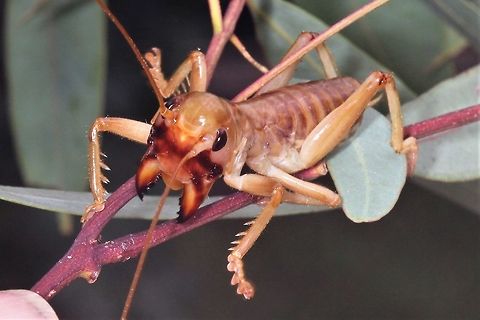 ATTACK of the cricket This is a raspy cricket probably in the genus Hadrogryllacris.
I think it is a nymph as adults are winged.     
(  This is not the "weta" from New Zealand...   they are ferocious.  )   Australia,Geotagged,Summer