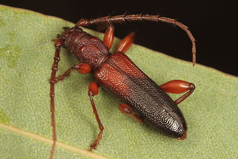 Callidiopis praecox - Cerambycidae Found under bark of Eucalyptus ovata, swamp gum.   Australia,Callidiopis praecox,Geotagged,Summer