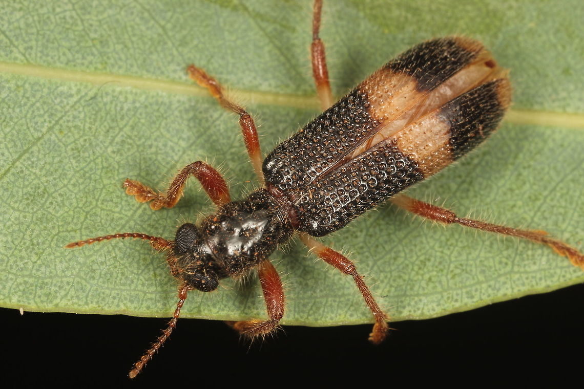 Opilo variipes - Cleridae  Australia,Cleridae,Clerus,Geotagged,Opilo variipes,Summer