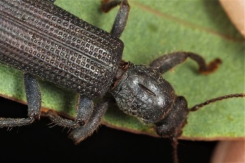 (Eunatalis?) - Cleridae  Australia,Geotagged,Summer