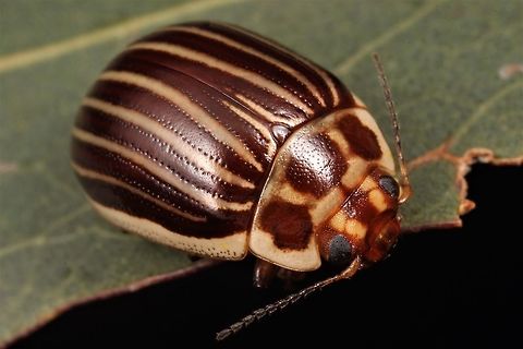 Paropsisterna sp112 On Eucalyptus radiata in foothills habitat.  Also seen on alpine E. regnans.   The tree was a healthy sapling under a strong canopy of established trees.   Australia,Geotagged,Paropsisterna,Summer