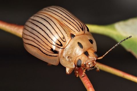 Paropsisterna trimaculata  Australia,Geotagged,Paropsisterna,Paropsisterna trimaculata,Spring