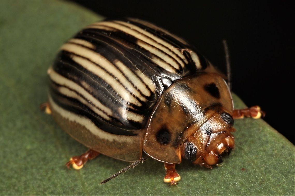 Paropsisterna insignita  Australia,Geotagged,Paropsisterna,Paropsisterna insignita,Summer