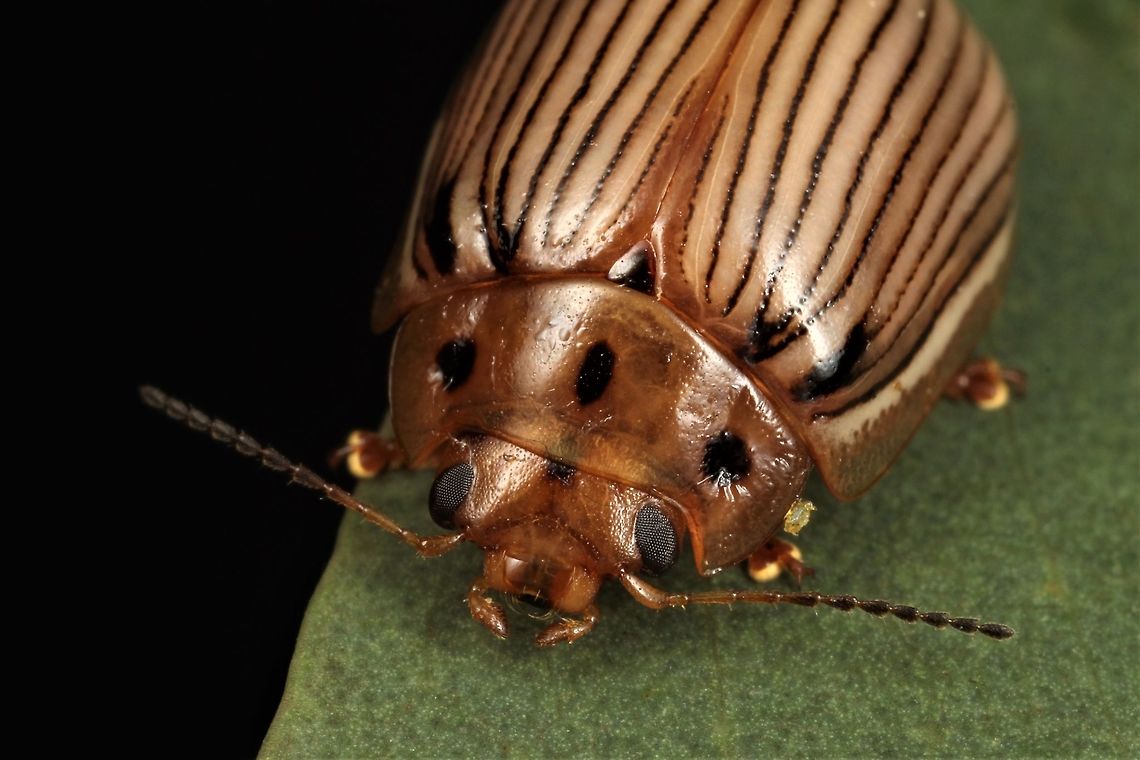 Paropsisterna insignita  Australia,Geotagged,Paropsisterna,Paropsisterna insignita,Summer