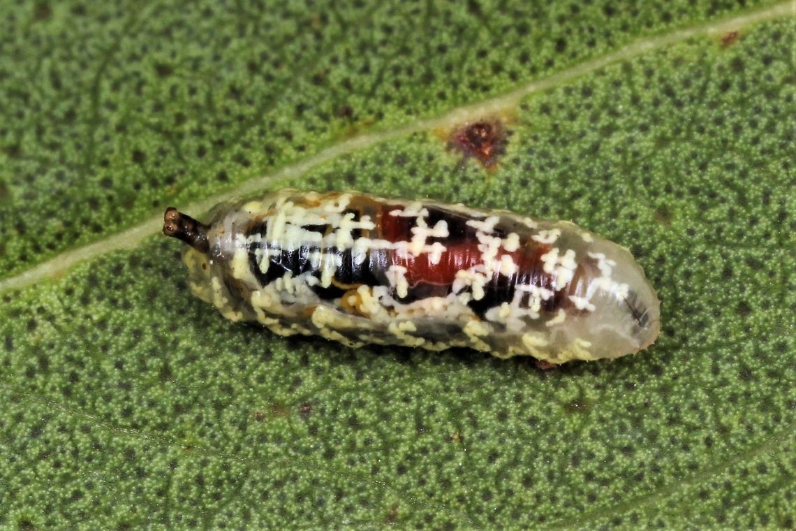 Hoverfly larva  Australia,Geotagged,Summer