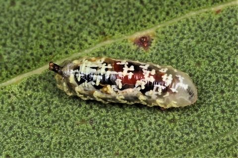 Hoverfly larva  Australia,Geotagged,Summer