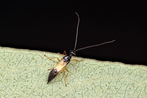 MicroWasp  Australia,Geotagged,Spring