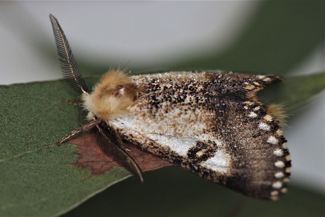 Black Spot Moth  Australia,Epicoma contristis,Geotagged,Summer