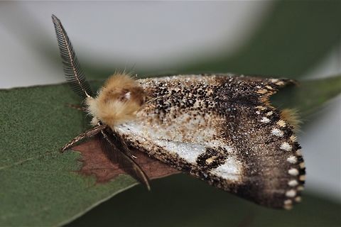 Black Spot Moth  Australia,Epicoma contristis,Geotagged,Summer
