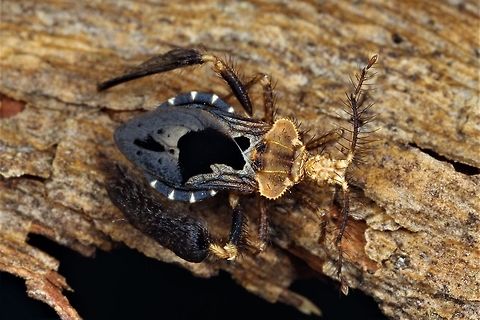 Feather Legged Assassin Bug See this Ant ASSASSIN in action; 
https://www.arkive.org/feather-legged-assassin-bug/ptilocnemus-lemur/video-00.html Australia,Geotagged,Ptilocnemus femoralis,Summer