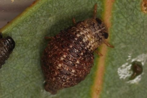 Larva Little River  
My guess is genus Trachymela.      Australia,Geotagged,Summer,Trachymela rugosa