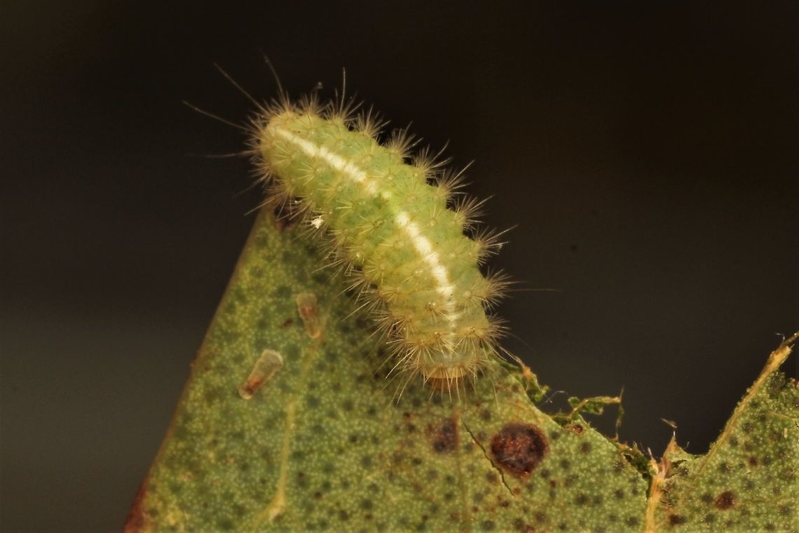 Setose larva My guess its a moth Australia,Geotagged,Summer