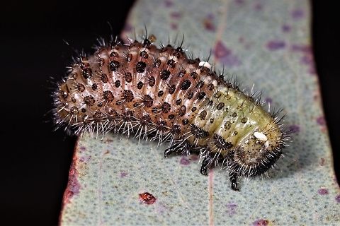 Larva of Paropsisterna beata  Australia,Blessed leaf beetle,Geotagged,Paropsisterna,Paropsisterna beata,Summer