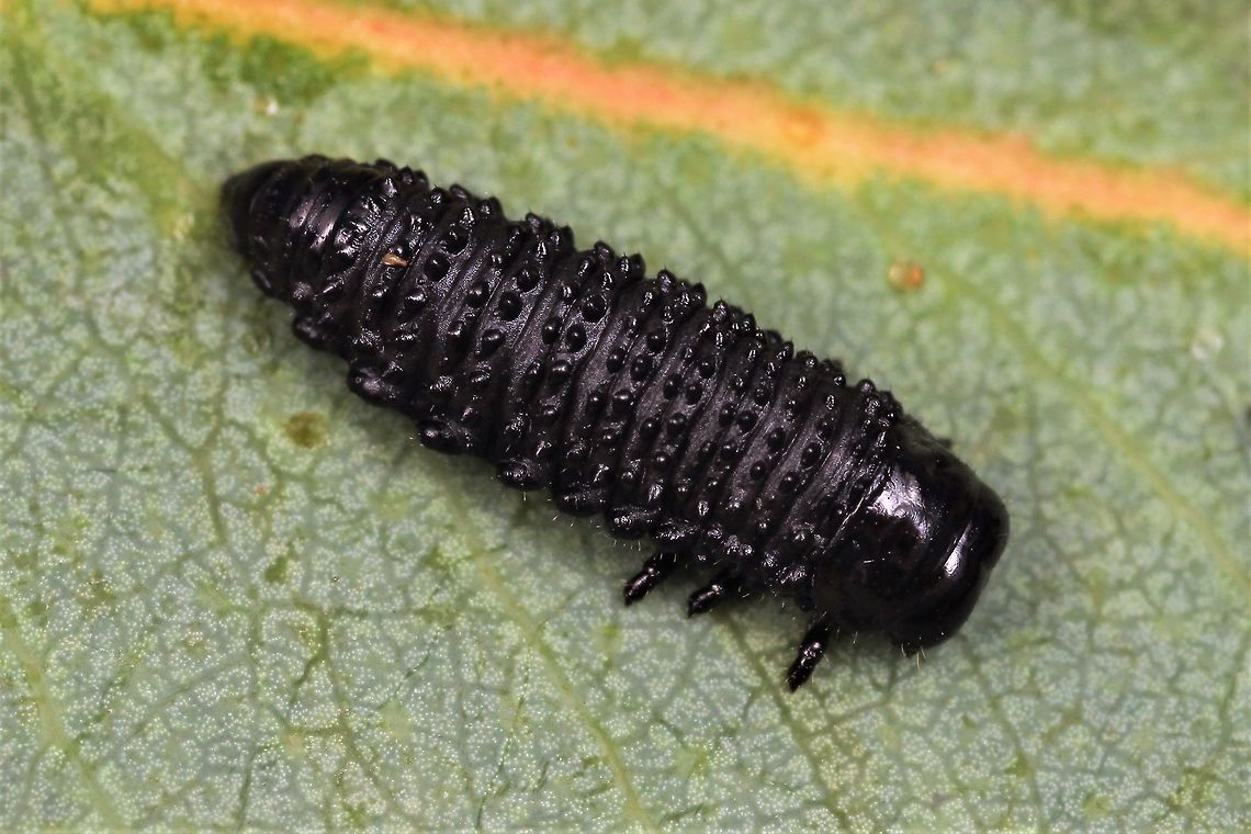 Larva of  Paropsisterna agricola  Australia,Geotagged,Paropsisterna agricola,Summer