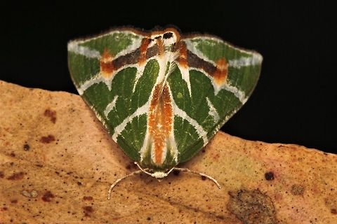 Pretty moth  Australia,Chlorodes boisduvalaria,Geotagged,Moth Week 2018,Summer