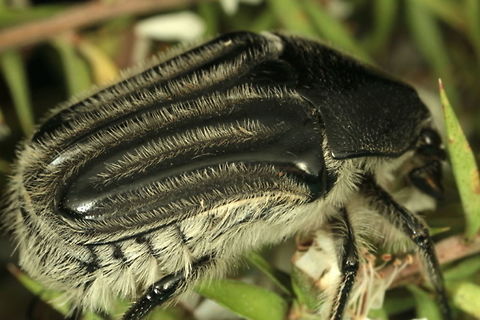 Trichaulax philippsi Black morph is rare. Australia,Geotagged,Summer,Trichaulax,Trichaulax philipsii