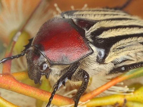 Trichaulax phillipsi (greyfurrowed rose chafer) Found by Fabian Douglas at Rainbow, Vic Australia,Geotagged,Greyfurrowed Rose Chafer,Trichaulax,Trichaulax philipsii