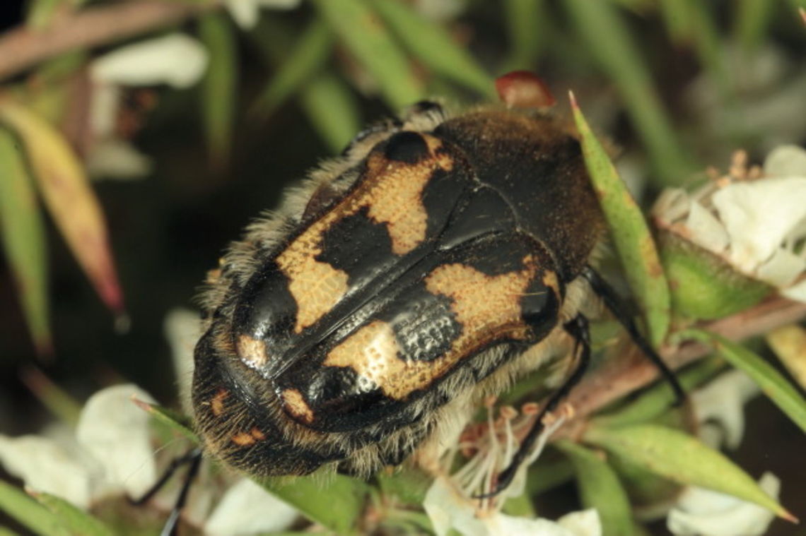 Clithria A cetonid scarab found on flowering tea tree.<br />
<a href="http://v3.boldsystems.org/index.php/Taxbrowser_Taxonpage?taxid=561210" rel="nofollow">http://v3.boldsystems.org/index.php/Taxbrowser_Taxonpage?taxid=561210</a> <br />
It looks like C. albertsi but has dark pronotum so we sent it off to the cenotid-opterist.   Australia,Geotagged,Summer