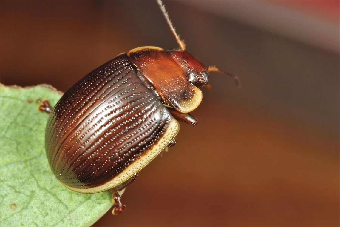Paropsisterna subcostata A Tasmanian endemic found under bark of E. coccifera (Snowgum).   Australia,Geotagged,Paropsisterna subcostata,Summer