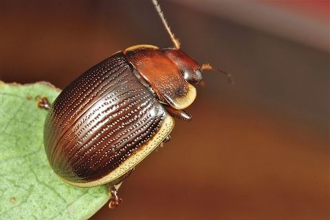 Paropsisterna subcostata A Tasmanian endemic found under bark of E. coccifera (Snowgum).   Australia,Geotagged,Paropsisterna subcostata,Summer