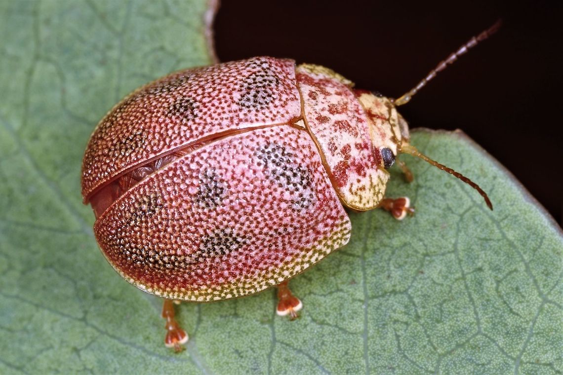 Paropsis deboeri This Tasmanian beetle is similar to Paropsis atomaria on the mainland.  It is rare.  <br />
Paropsis atomaria (Victoria) <br />
<figure class="photo"><a href="https://www.jungledragon.com/image/36860/eucalyptus_leaf_beetle_paropsis_atomaria.html" title="Eucalyptus Leaf Beetle (Paropsis atomaria)"><img src="https://s3.amazonaws.com/media.jungledragon.com/images/2767/36860_thumb.jpg?AWSAccessKeyId=05GMT0V3GWVNE7GGM1R2&Expires=1759968010&Signature=jPFZB9h1xAWZOFa7QOPbSfwcJRc%3D" width="200" height="152" alt="Eucalyptus Leaf Beetle (Paropsis atomaria) A beautiful peach coloured beetle with a dome-shaped body. The elytra (hard wing covers) were covered with minute pale spots. This female beetle was seen laying eggs - elongated pale pink structures at her rear. When these beetles are laying eggs they are very focused and are not easily perturbed.<br />
The eggs are arranged around the stem as can be seen in the next spotting:<br />
http://www.jungledragon.com/image/36861/eucalyptus_leaf_beetle_eggs_paropsis_atomaria.html Australia,Geotagged,Paropsis atomaria,Speckled eucalyptus leaf beetle,Spring,eggs,paropsis" /></a></figure><br />
 Australia,Geotagged,Summer,Winter