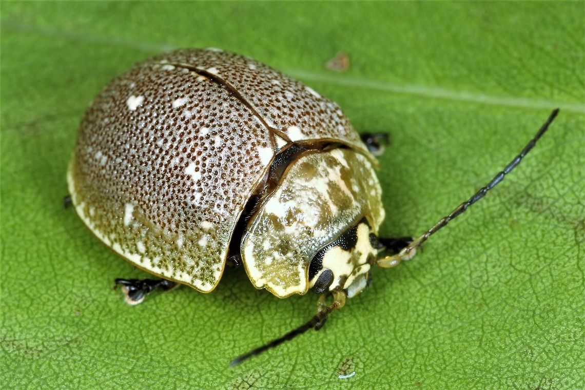 Paropsis aegrota eliotti Paropsis aegrota (subspecies) eliotti is a more spotted form from Tasmania.<br />
<br />
Paropsis aegrota aegrota <br />
<figure class="photo"><a href="https://www.jungledragon.com/image/37749/paropsis_aegrota.html" title="Paropsis aegrota"><img src="https://s3.amazonaws.com/media.jungledragon.com/images/2776/37749_thumb.jpg?AWSAccessKeyId=05GMT0V3GWVNE7GGM1R2&Expires=1769040010&Signature=4p3%2BvOYojYHEiyLTFYAeQCT2OIY%3D" width="200" height="134" alt="Paropsis aegrota This is a common and widespread species in Australian east coast including a subspecies in Tasmania.<br />
The markings resemble  Paropsis geographica but are less strong, particularly the lines on the pronotum are less bold.   Australia,Geotagged,Paropsis,Paropsis aegrota,Spring" /></a></figure> Paropsis aegrota