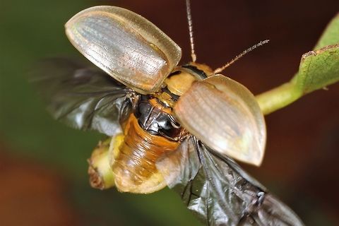 Southern Leaf Beetle - Paropsisterna bimaculata This is one of very few leaf beetles with a common name.  It is pale cream with two black marks on the pronotum. Australia,Geotagged,Paropsisterna bimaculata,Summer,paropsisterna bimacuilata