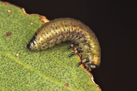 Paropsisterna_bimaculata  Australia,Geotagged,Paropsisterna bimaculata,Summer,paropsisterna bimacuilata