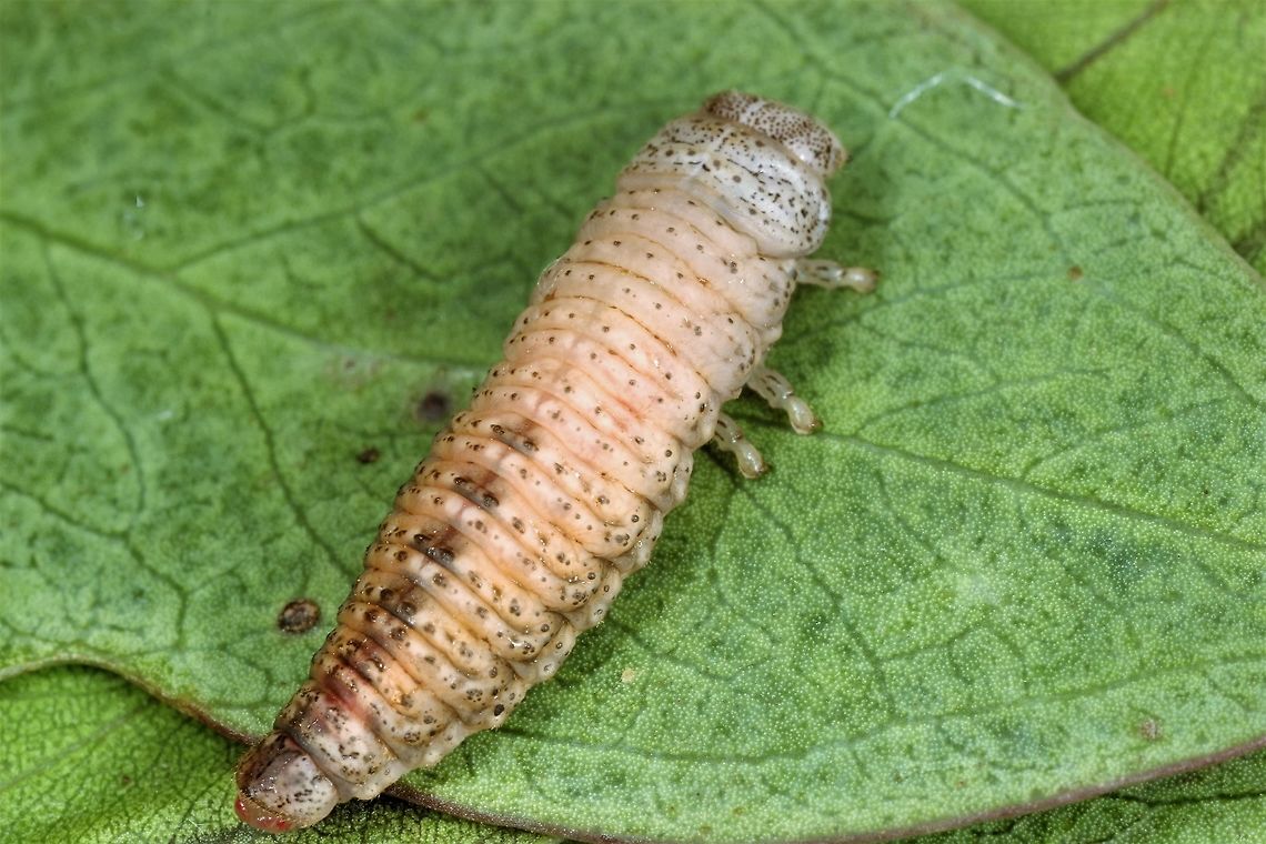 Paropsis dilatata larva  Australia,Geotagged,Paropsis dilatata,Summer