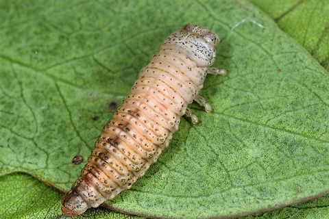 Paropsis dilatata larva  Australia,Geotagged,Paropsis dilatata,Summer