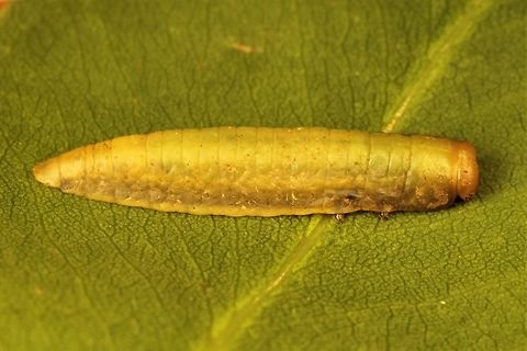 Paropsisterna larva - undetermined I thought it is P. crocata but probably not.  Maybe P. vittata?  P. selmani?   
https://sites.google.com/site/insectsoftaschrysomeloidea/suborder-polyphaga/chrysomelidae-leaf-beetles/subfamily-chrysomelinae/genus-paropsisterna/paropsisterna-crocata 
   Australia,Geotagged,Summer