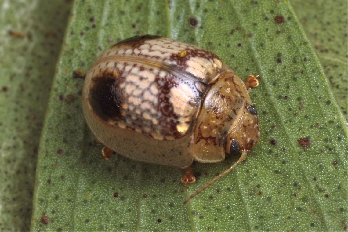 Paropsisterna poss. minerva I have insufficient data to determine the species because it is insufficiently described.   The type location is Nth.Qld. <br />
The medial blotches is described for Paropsisterna minerva but this occurs also for other species in the laesa group.    Australia,Geotagged,Summer