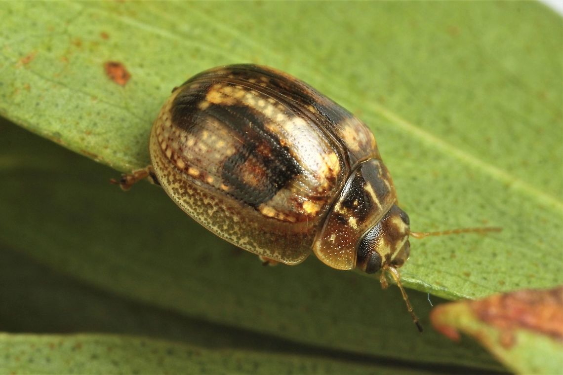 Paropsisterna decolorata The asymmetrical pattern on the elytra is a scar probably formed during eclosion. Australia,Geotagged,Paropsisterna,Paropsisterna decolorata,Summer